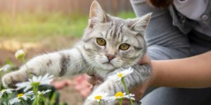 Image of cat